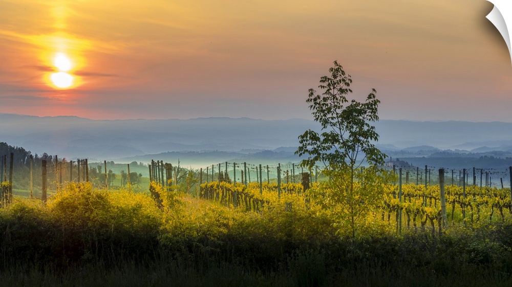 Sunrise over the vineyards of Tuscany. Tuscany, Italy.