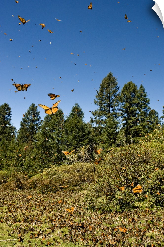Swarm of Monarch Butterflies in flight and in meadow, El Rosario Monarch Butterfly Reserve, Michoacan, near Angangueilo, M...