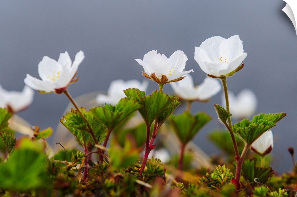 Sweden, Norrbotten, Abisko, Stordalen Nature Preserve. Flowering Cloudberry plants (Rubus chamaemorus).