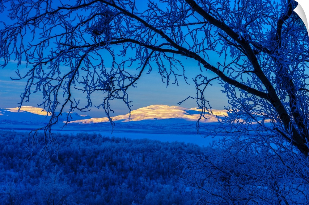 Sweden, Norrbotten, Abisko. Winter light over frosted birch forest and Torne Lake.