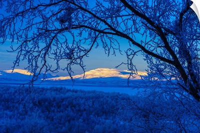 Sweden, Norrbotten, Abisko, Winter Light Over Frosted Birch Forest And Torne Lake