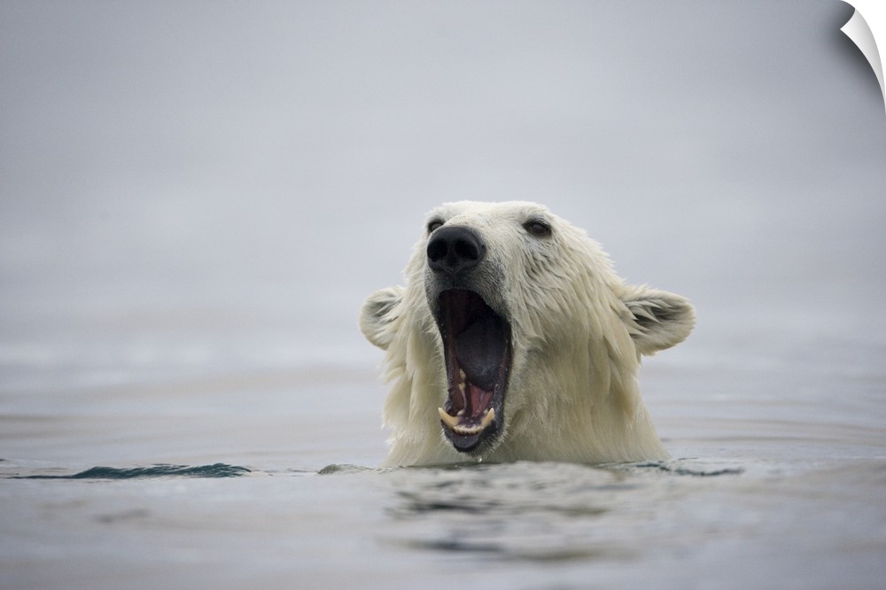 Norway, Svalbard, Polar Bear (Ursus maritimus) opens mouth and displays teeth while swimming near Half Moon Island on summ...