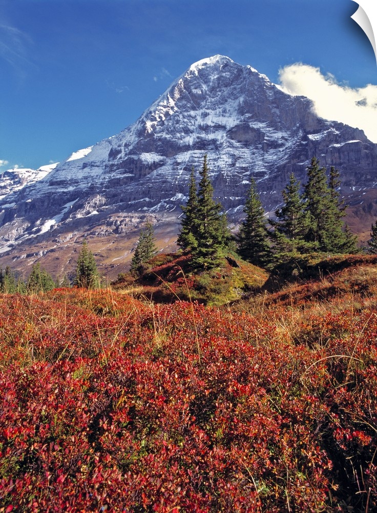 Europe, Switzerland, Eiger. Vibrant red foliage colors the trail below the Eiger, a World Heritage Site, in the Berner Obe...