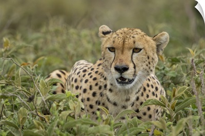 Tanzania, Adult Cheetah Catches Its Breath After Chasing Down Wildebeest On Ndutu Plains