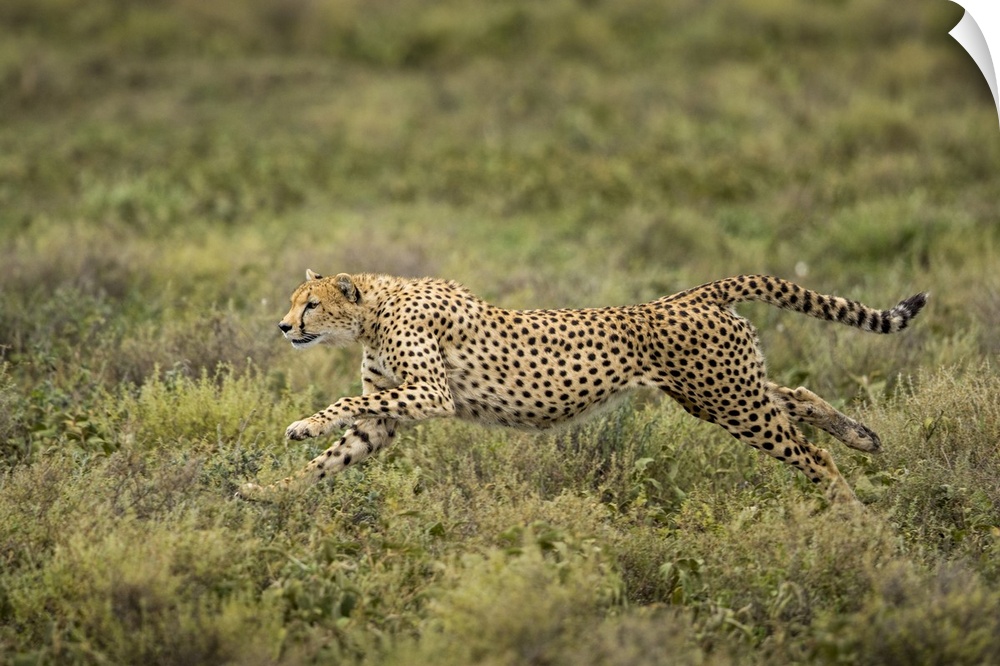 Tanzania, Ngorongoro conservation area, adult cheetah (Acinonyx Jubatas) begins running while chasing down wildebeest calf...