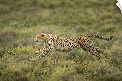 Tanzania, Cheetah Begins Running While Chasing Down Wildebeest Calf On Ndutu Plains