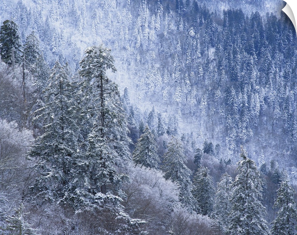 Tennessee, Great Smoky Mountains National Park, Snow covered trees in forest.