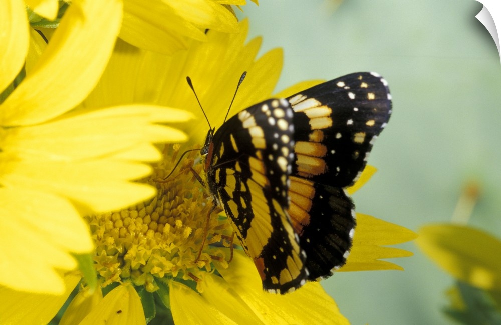 USA, Texas, Brooks County.Border patch butterfly on cowpen daisy.Chlosyne lacinia)