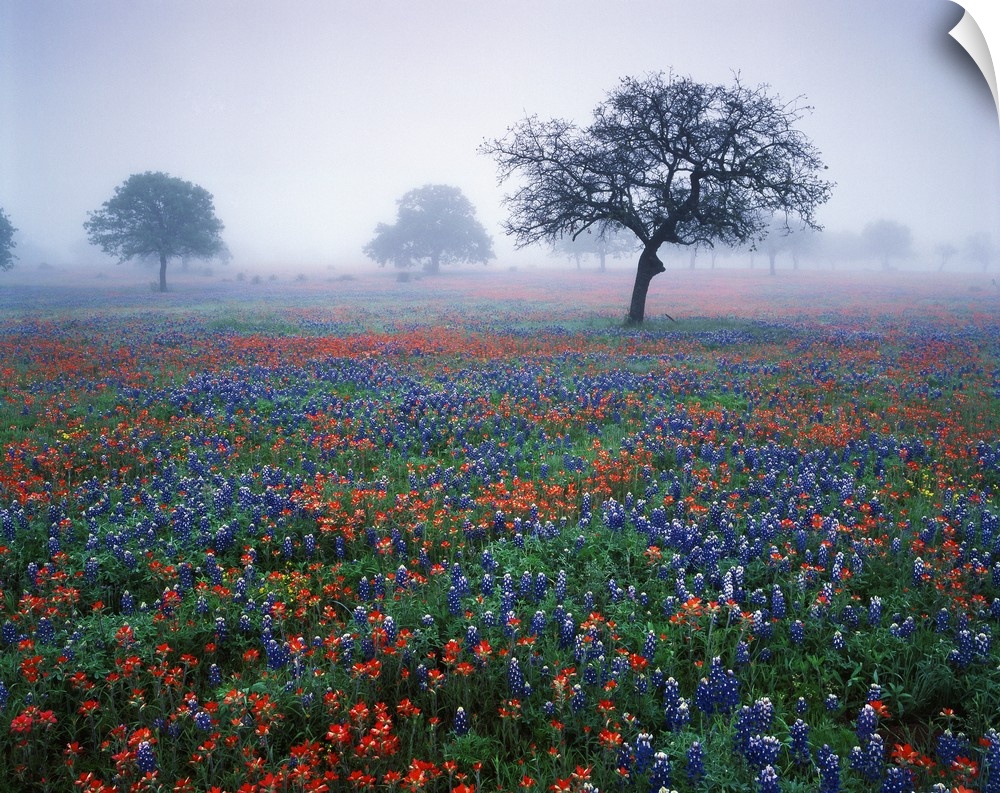 USA, Texas, Hill Country, View of Texas paintbrush and bluebonnets flowers at dawn.
