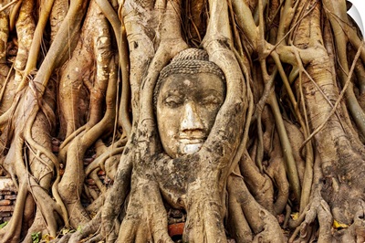 Thailand, Ayutthaya, Wat Mahathat, Buddha Head Engulfed In Tree Roots