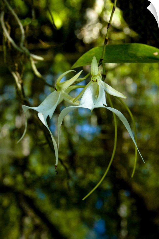 The Ghost Orchid, Dendrophylax lindenii, was made famous by Susan Orleans in her book The Orchid Thief.  Rare and endanger...