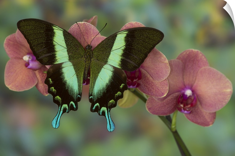 The Green Swallowtail Butterfly, Papilio blumei.