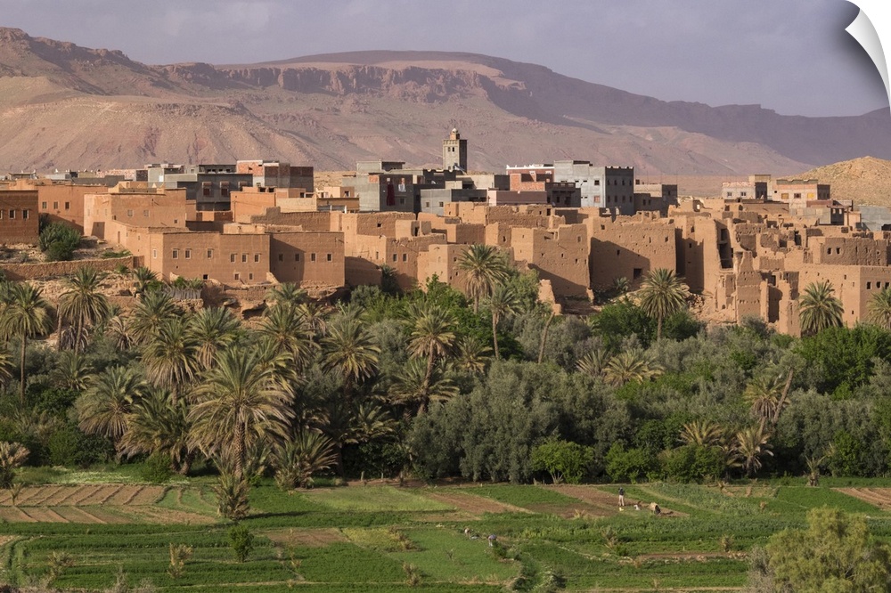 Africa, Morocco. The oasis behind the village of Tinerhir is a rich farming area for the villagers.