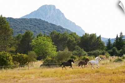 The Pic St Loup Mountain Top Peak, Languedoc. Horses Running Free In A Field, France