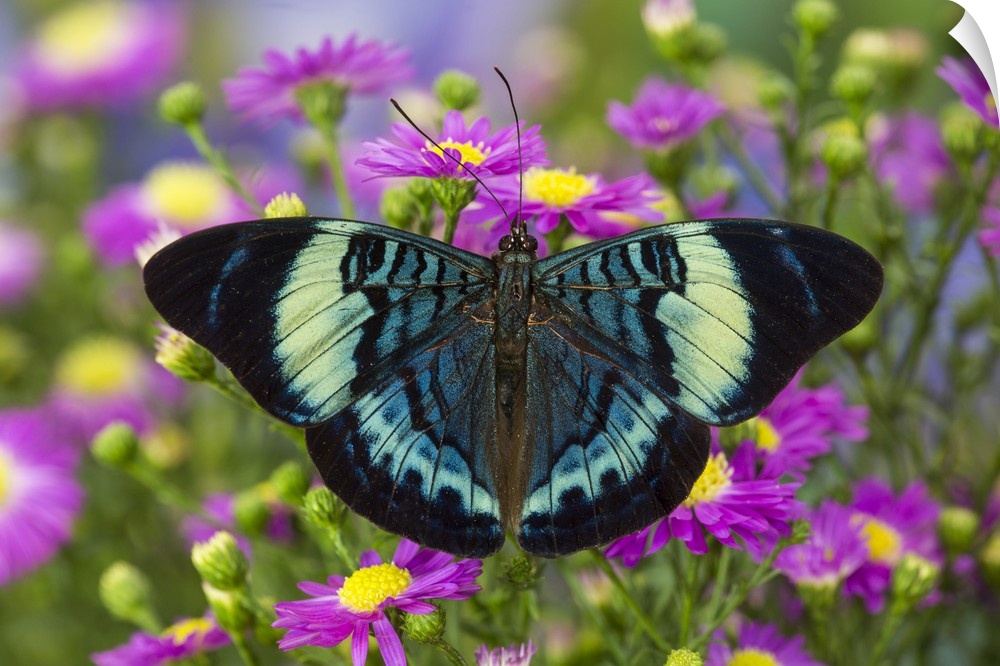 The Procilla Beauty Butterfly, Panacea procilla.