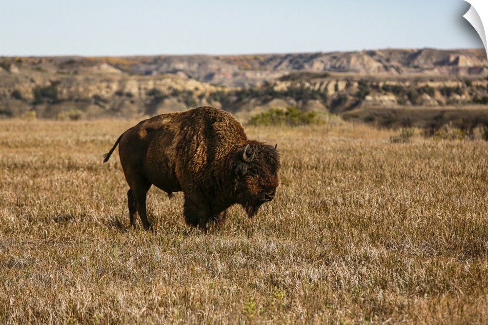 Theodore Roosevelt National Park, North Dakota, USA. Badlands bison. United States, North Dakota.