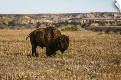 Theodore Roosevelt National Park, North Dakota, USA, Badlands Bison