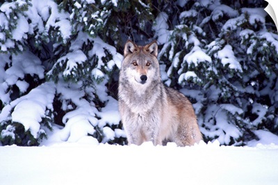Timber Wolf, Canis lupus, Movie Animal