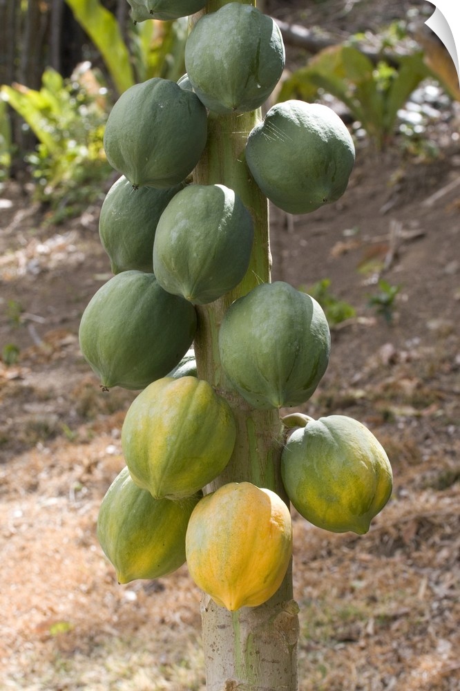 Caribbean - Tobago - Fruit hanging on tree on Little Tobago Island.