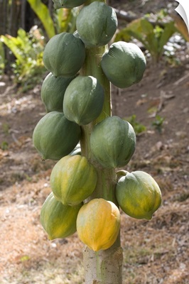 Tobago, Fruit hanging on tree on Little Tobago Island