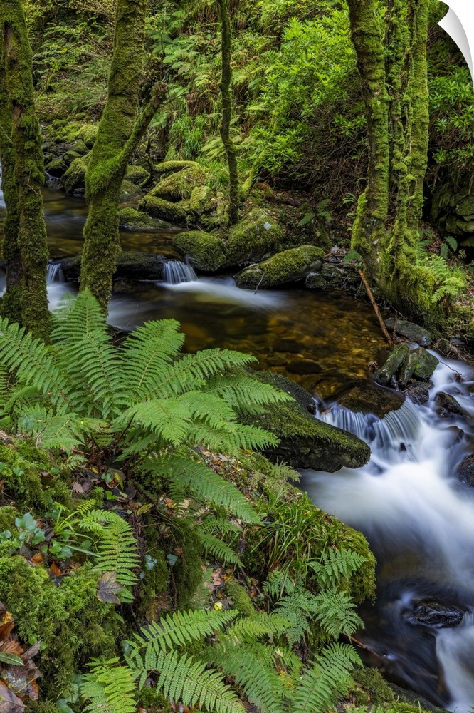 Torq Creek in Killarney National Park.