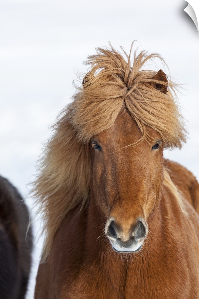 Traditional Icelandic Horse with typical winter coat. Iceland.