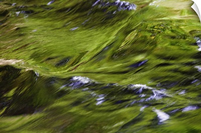 Tree foliage reflected on flowing water, Bass Harbor, Maine