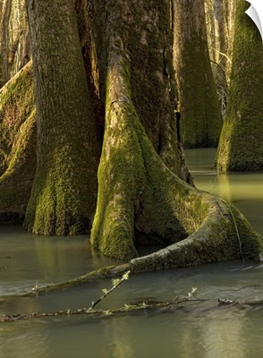 Tree formations inside of a floodplain forest, Florida Caverns State Park, Florida