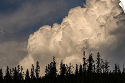Trees Silhouetted Against Cumulus Cloud, Yellowstone National Park, Wyoming