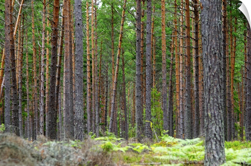 Trunks of pine trees in a forest making a linear pattern. You can...t see the forest for all the trees... Smaland region. ...