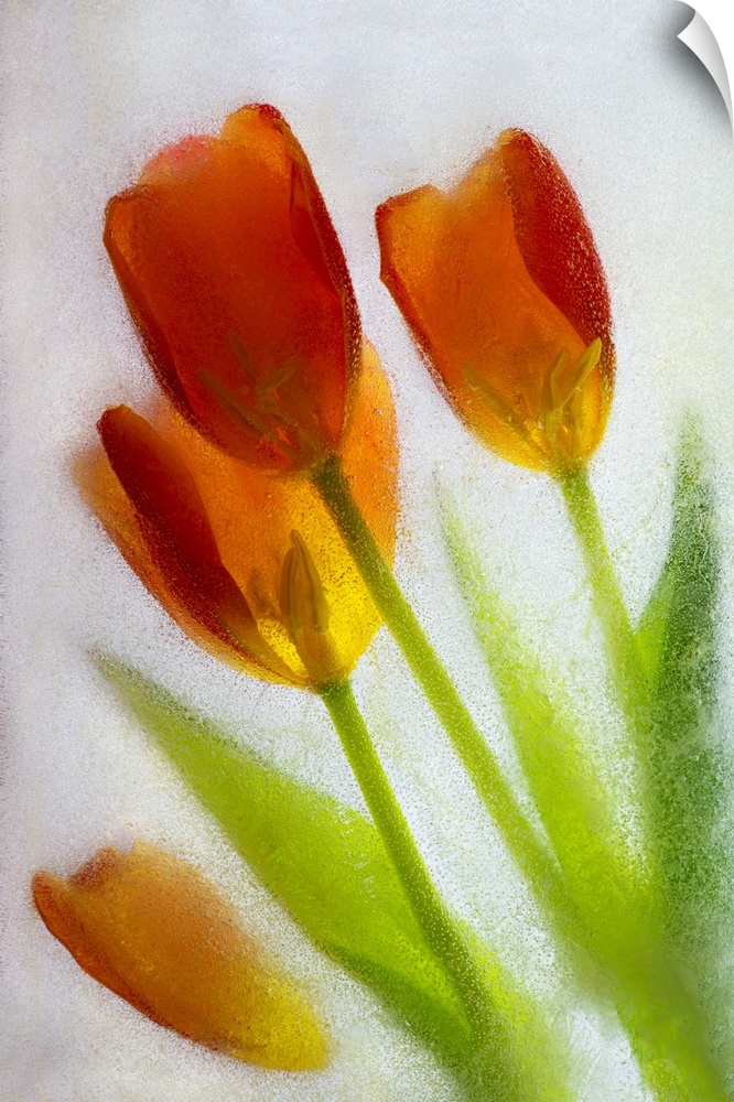Tulip in ice. Nature, Flora.