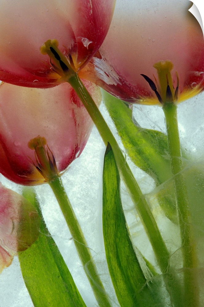Tulips in ice. Nature, Flora.