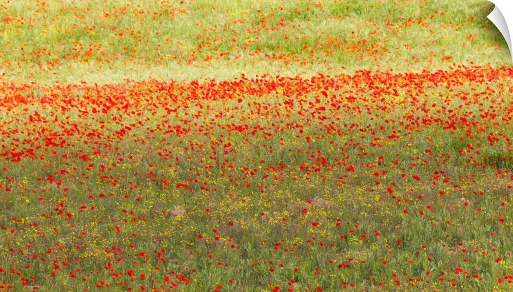 A painterly effect on a photograph of poppies in an Italian meadow.