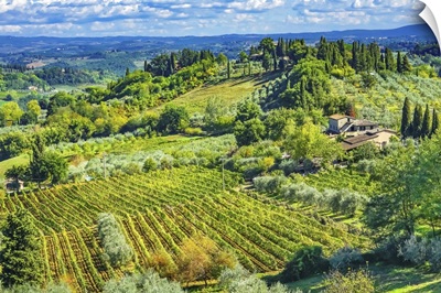 Tuscan Vineyard, San Gimignano, Tuscany, Italy