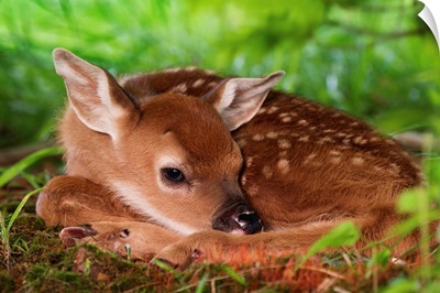 Two Day Old White-Tailed Deer Baby, Kentucky.