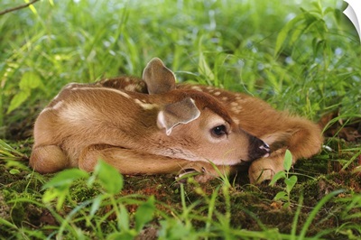 Two day old White-tailed Deer fawn