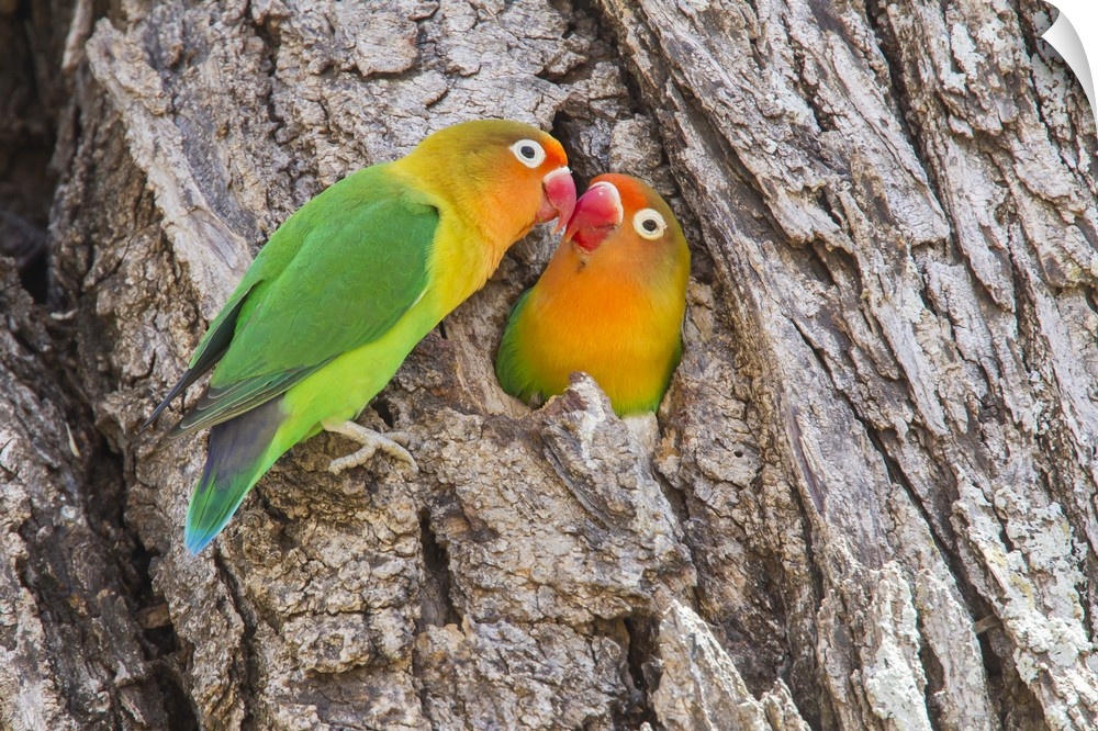 Two Fischer's Lovebirds nuzzle each other, Ngorongoro Conservation Area, Tanzania.