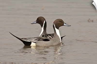 Two Northern Pintail drakes