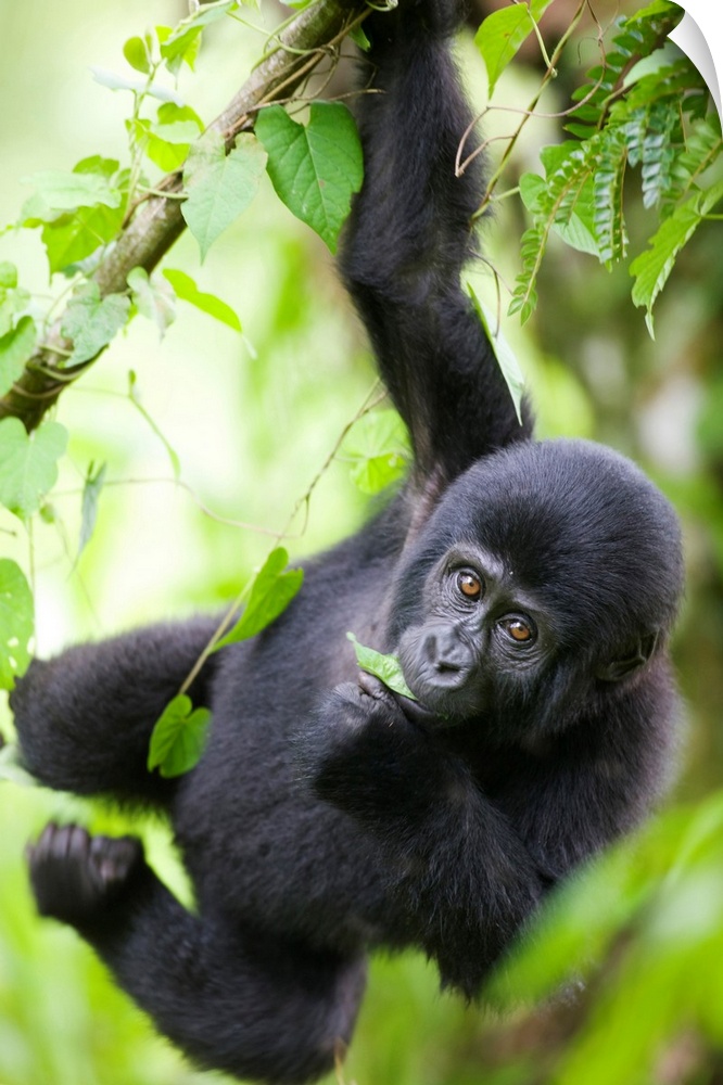 Uganda, Bwindi Impenetrable National Park, Baby Mountain Gorilla (Gorilla gorilla beringei) hangs from vine while playing ...