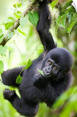 Uganda, Bwindi Impenetrable National Park, Baby Mountain Gorilla