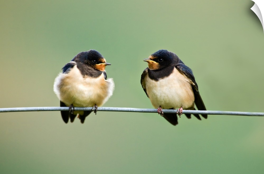 UK, Wales.  Barn Swallows gather on wire for a talk before migrating to Africa.