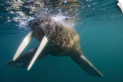 Underwater Walrus, Svalbard, Norway