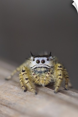 Unknown Jumping Spider, Salticidae, adult, New Braunfels, Hill Country, Texas