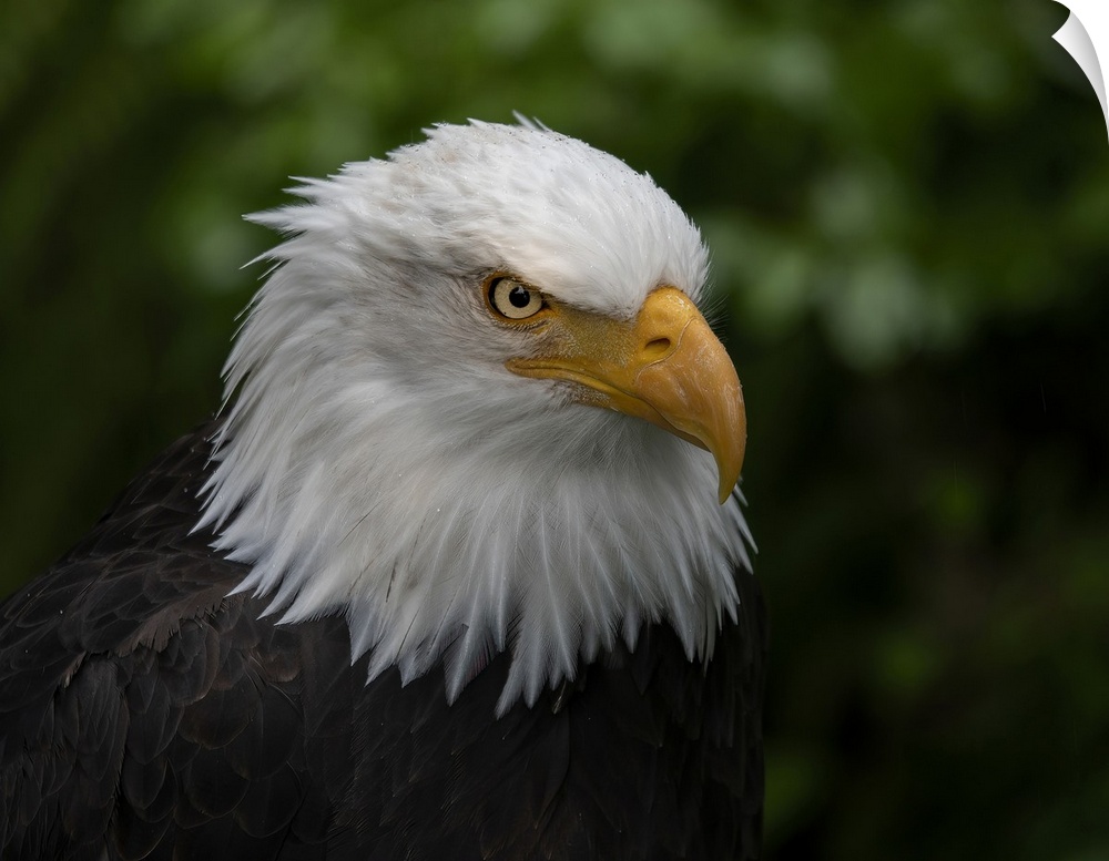 Usa, Alaska. Alaska Raptor Center, this bald eagle poses for the camera. United States, Alaska.