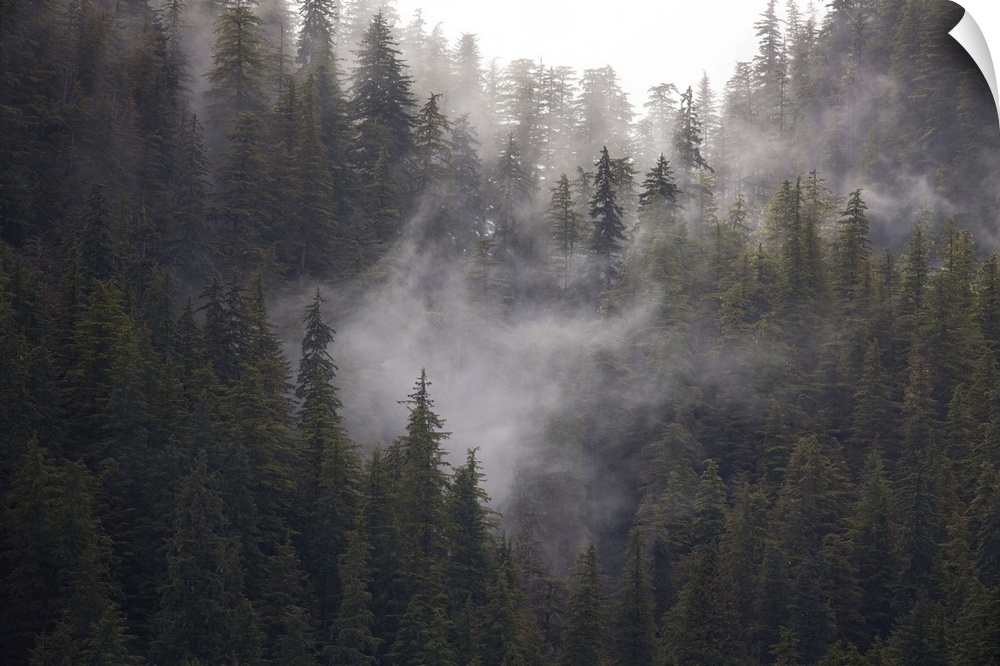 Usa, Alaska. Wisps of fog dance among trees in this Alaska rainforest scene on Admiralty Island. United States, Alaska.