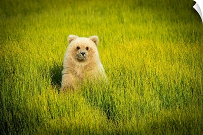 Usa, Alaska, Grizzly Bear Cub