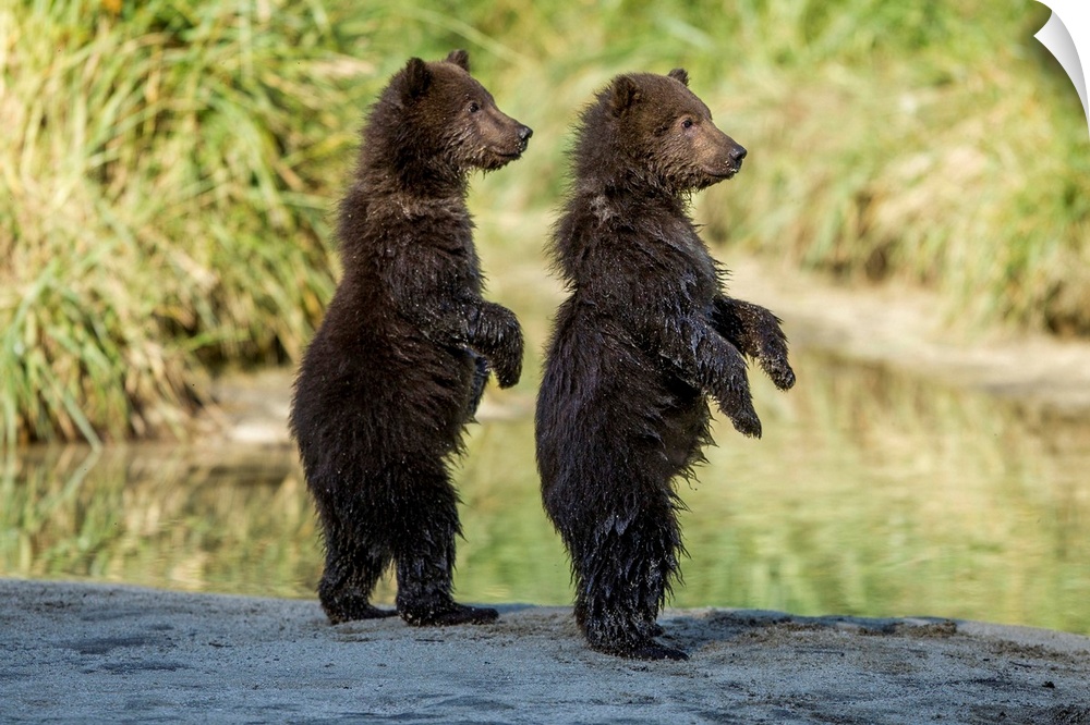 USA, Alaska, Katmai National Park, Coastal Brown Bear Spring Cubs (Ursus arctos) standing along salmon spawning stream.