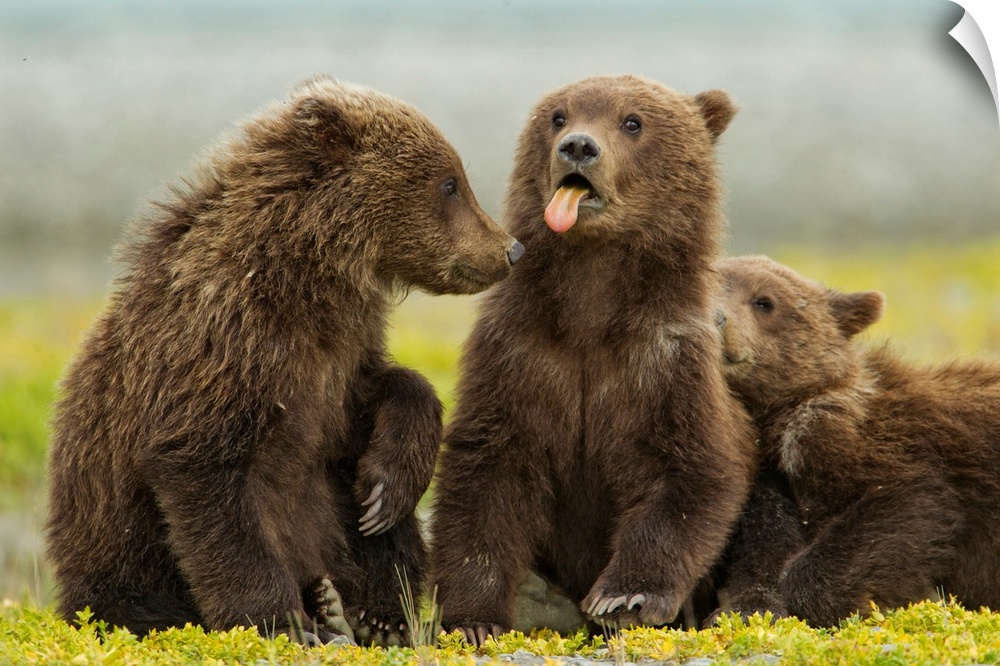 USA, Alaska, Katmai National Park, Grizzly Bear Spring Cub (Ursus arctos) sticks out tongue while resting on tidal flats a...