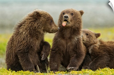 USA, Alaska, Katmai National Park, Grizzly Bear Spring Cubs On Flats Along Kukak Bay