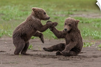 USA, Alaska, Katmai National Park, Hallo Bay, Twin Grizzly Bear Cubs